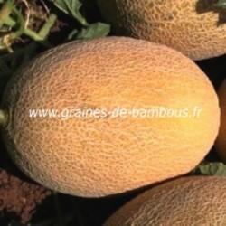 Melon ananas graines de bambous fr