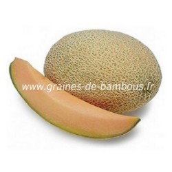 MELON DE CAVAILLON ESPAGNOL A CHAIR ROSE AB