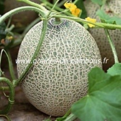 Melon Cavaillon espagnol réf.624