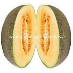 Melon Cavaillon espagnol réf.624