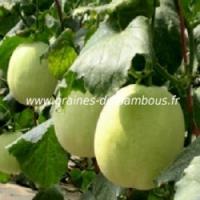 Melon honey dew melon miel graines de bambous fr