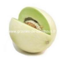 Melon honey dew graiines