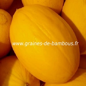 Graines de Melon Jaune Canari AB