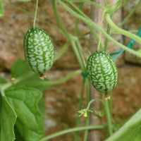 Melothria scabra www graines de bambous fr
