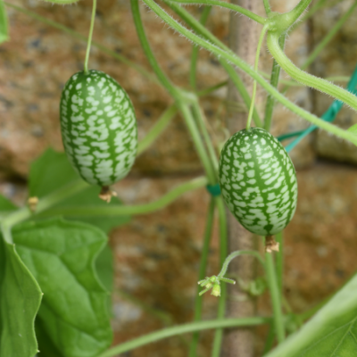 Melothria scabra www graines de bambous fr
