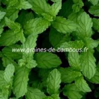 Mentha