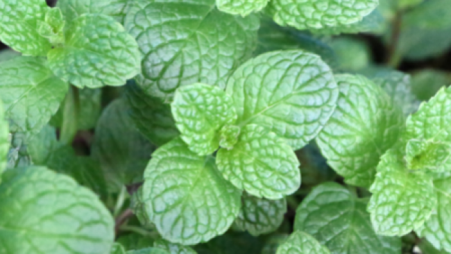 Graines Aromates