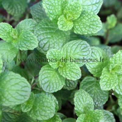 Menthe à feuilles rondes (odeur pomme) réf.106