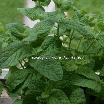 Menthe à feuilles rondes (odeur pomme) réf.106