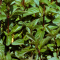 Menthe poivree mentha piperita www graines de bambous fr
