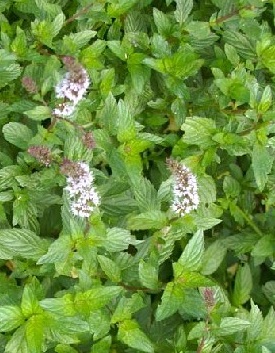 Menthe pouliot