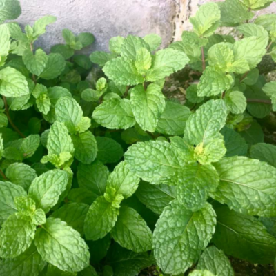 Menthe www graines de bambous fr