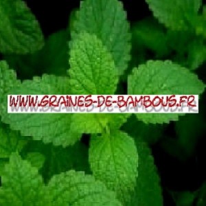 Menthe