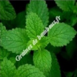 Menthe