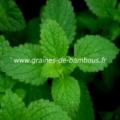 Menthe www graines de bambous fr 1