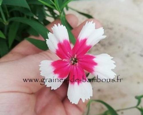 Merry go round graines de bambous fr 1