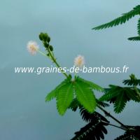 mimosa-pudica-sensitive-details-fleurs-www-graines-de-bambous-fr.jpg