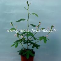 mimosa-pudica-sensitive-plant-www-graines-de-bambous-fr.jpg