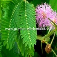 mimosa-pudica-www-graines-de-bambous-fr.jpg