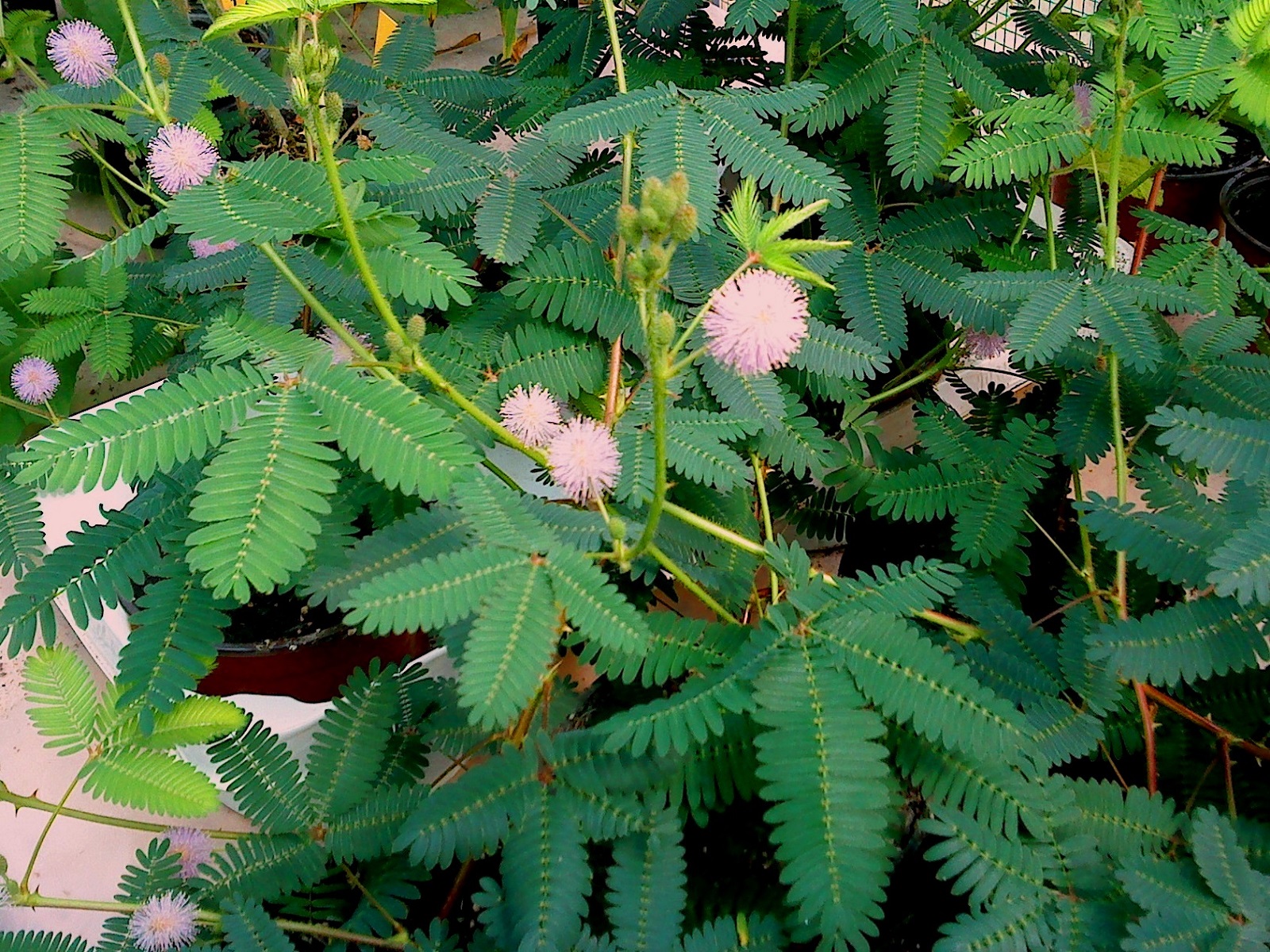 Samen Seeds Graines Sinnpflanze Sensitive plant Morivivir 10 Mimosa pudica