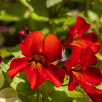 Mimulus luteus 1