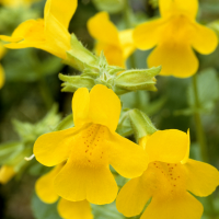 Mimulus luteus 2