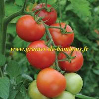 Moneymaker graines de tomate ronde rouge