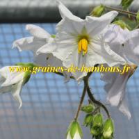 Morelles de balbis fleur