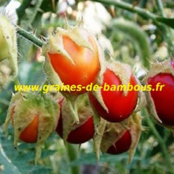 morelles-de-balbis-graines-seeds-samen-solanum-sysimbrifolium.jpg