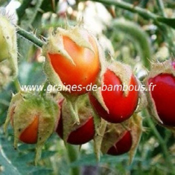 morelles-de-balbis-www-graines-de-bambous-fr-1.jpg