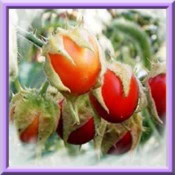 morelles-de-balbis-www-graines-de-bambous-fr-www-grainesdebambous-com-1.jpg
