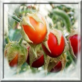 morelles-de-balbis-www-graines-de-bambous-fr-www-grainesdebambous-com.jpg