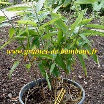 Moso bamboo seeds samen graines de bambous fr