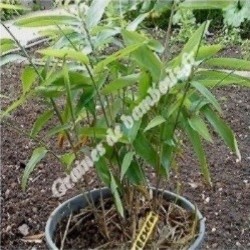 Moso bambous graines bamboo seeds