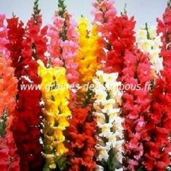 Muflier maximum à grandes fleurs variées réf.663