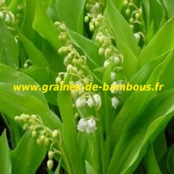 muguet-de-mai-convallaria-majalis-www-graines-de-bambous-fr.jpg