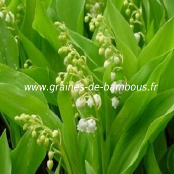 graines de muguet