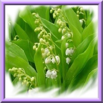 muguet-de-mai-www-graines-de-bambous-fr-www-grainesdebambous-com-2.jpg