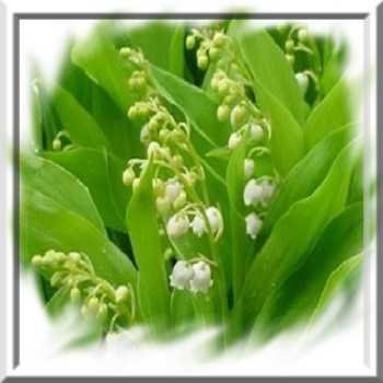 muguet-de-mai-www-graines-de-bambous-fr-www-grainesdebambous-com.jpg