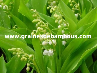 muguet-de-mai-www-grainesdebambous-com.jpg