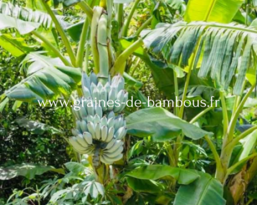 Musa itinerans burmese blue www graines de bambous fr
