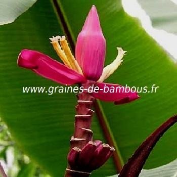 musa-ornata-purple-www-graines-de-bambous-fr.jpg