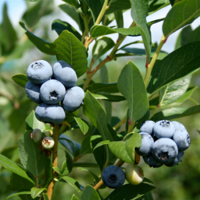 Myrtillier www graines de bambous fr