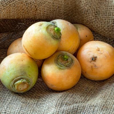 Navet jaune boule d or www graines de bambous fr