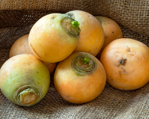 Navet jaune boule d or www graines de bambous fr