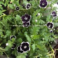 Nemophile penny black graines de bambous fr