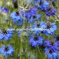 Nigelle de damas bleue