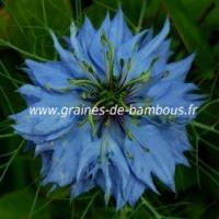 Nigelle de damas graines de bambous fr