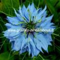 Nigelle de Damas Miss Jekyll bleu réf.733