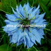 Nigelle de damas graines